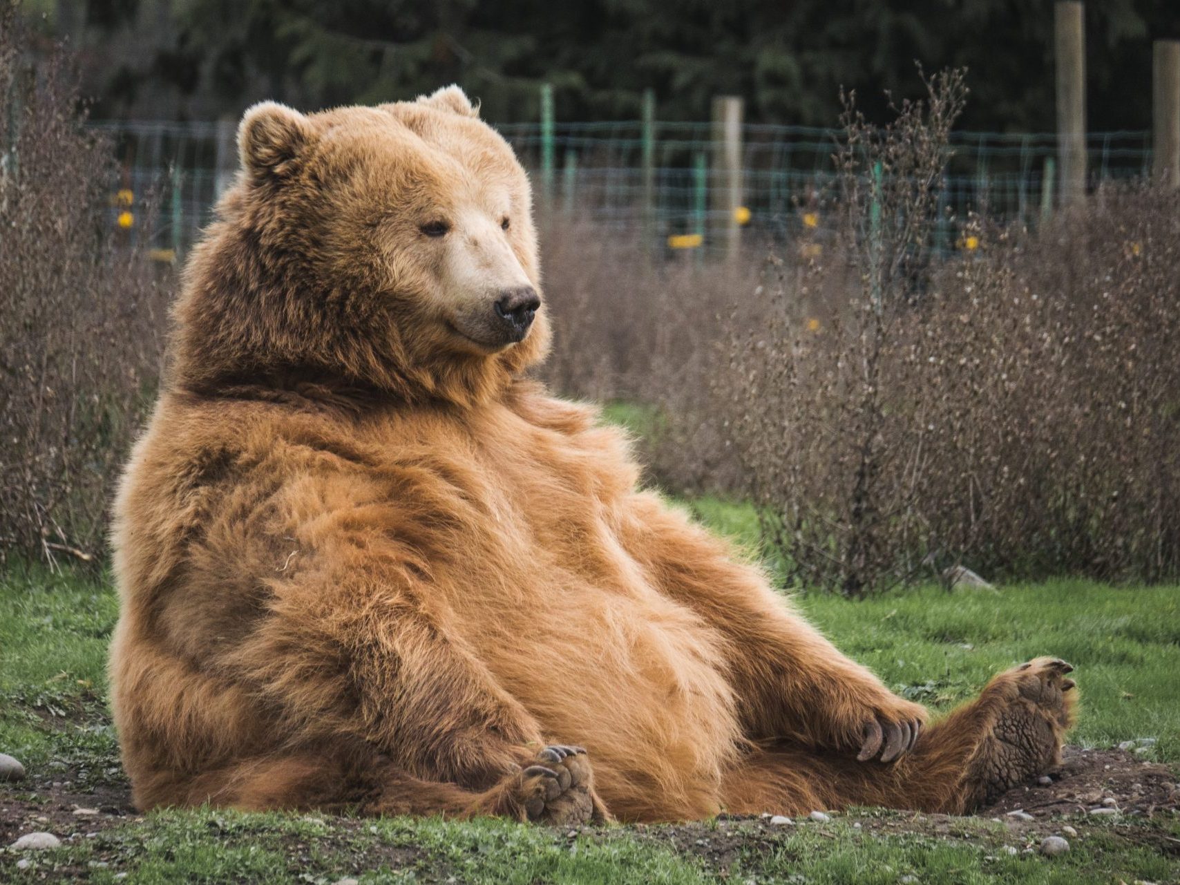 Медведь с медом фото