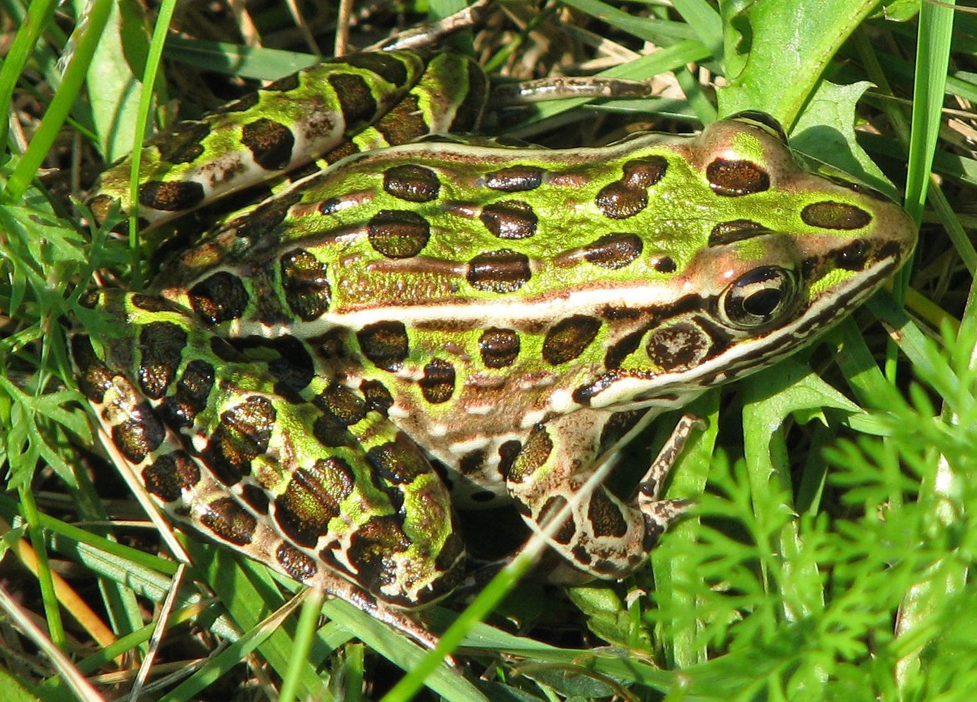 northern-leopard-frog-1541635_1920
