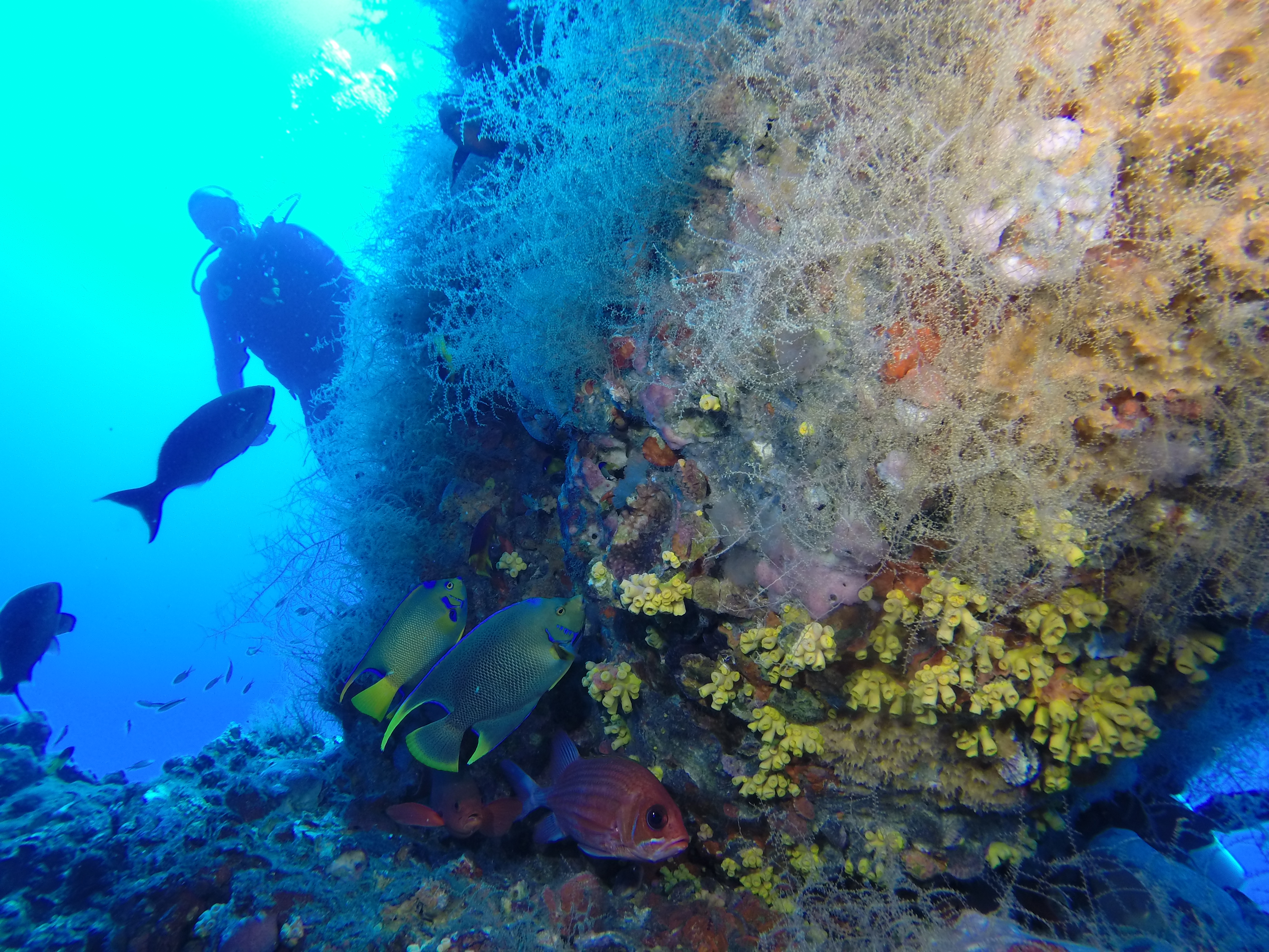 Underwater reef formed on an oil platform. Several fish and a diver are visible.