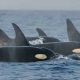 Five orcas swim togther, with dorsal fins visible