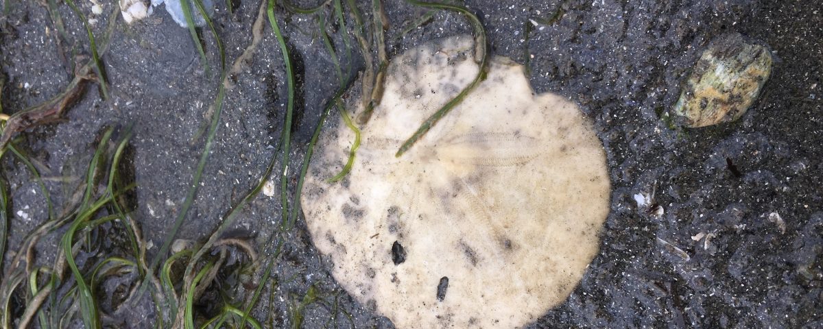 Bleached sand dollar on a sandy beach, paprtially covered by eelgrass (Zostera marina)