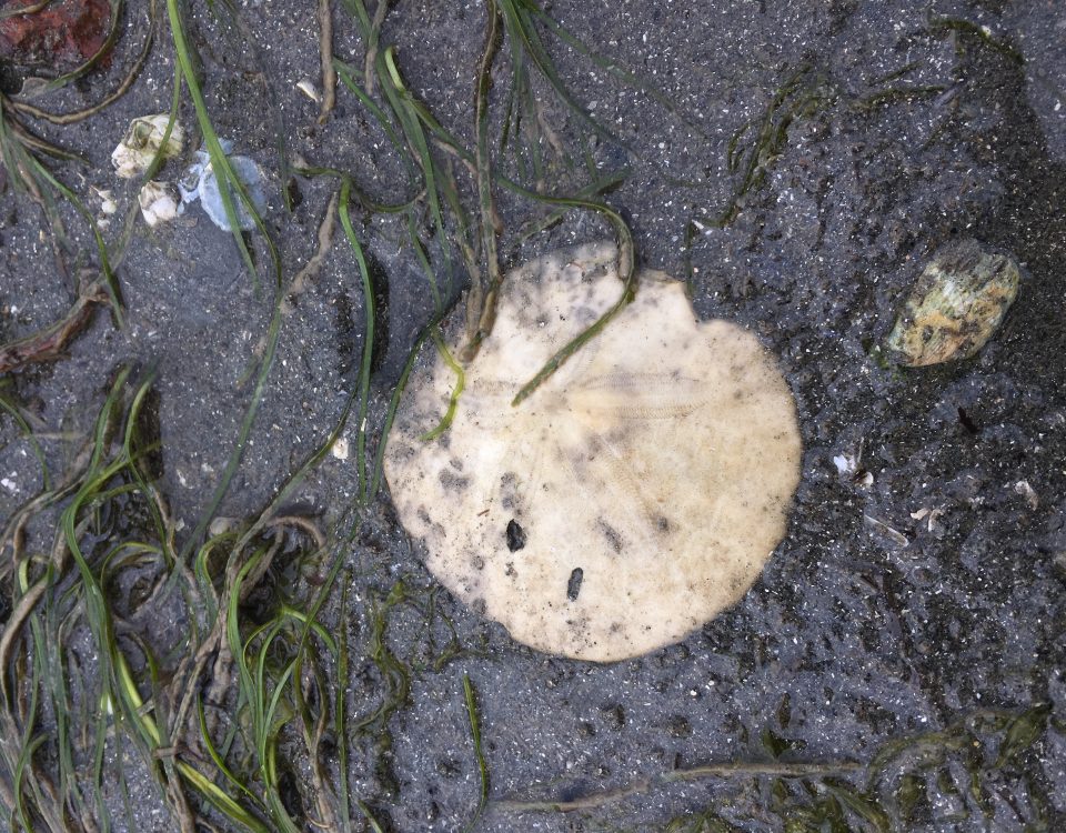 Bleached sand dollar on a sandy beach, paprtially covered by eelgrass (Zostera marina)