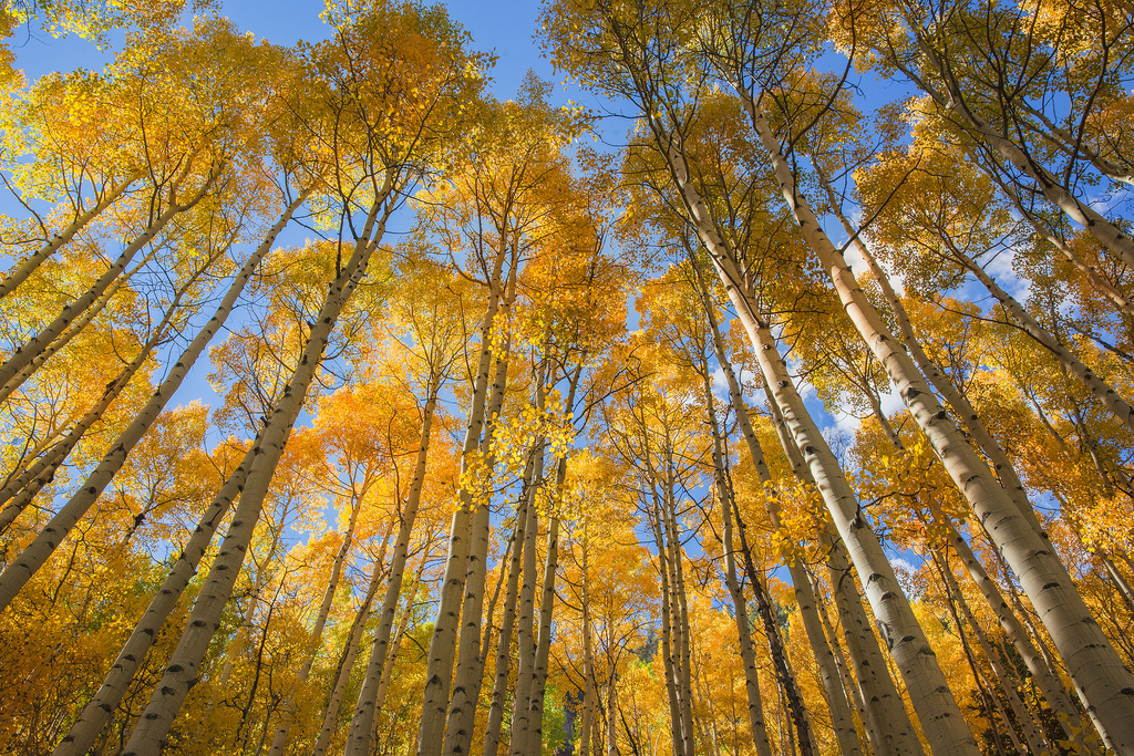 A view of yellow aspen foregrounded against a cerulean sky