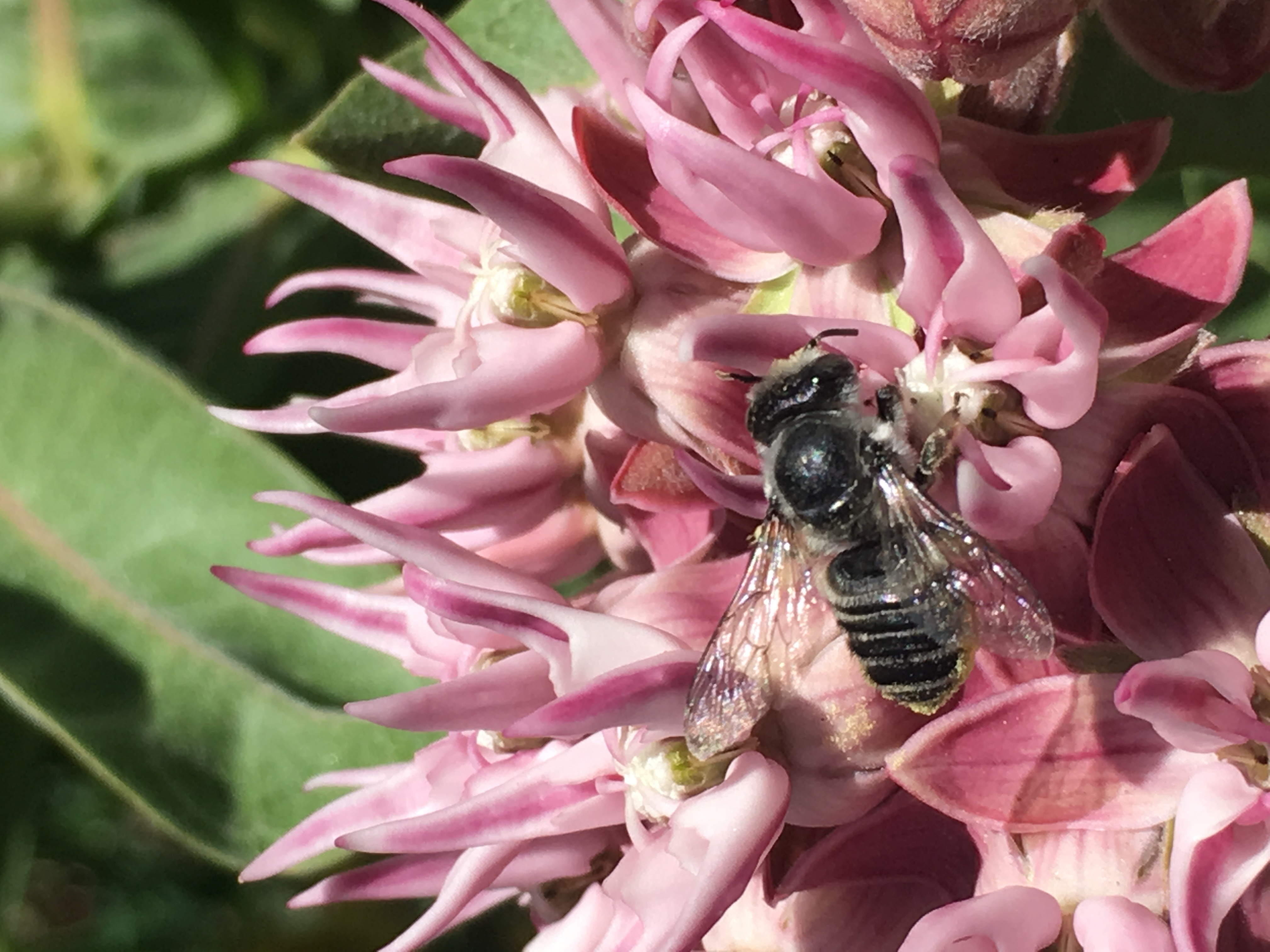 A bee pollinates milkweed