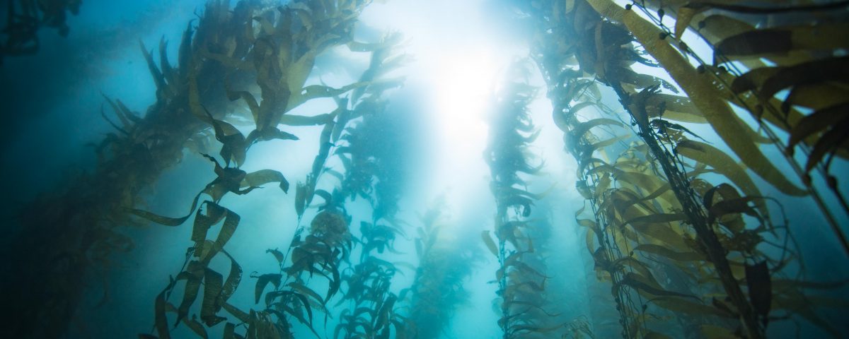 Underwater shot of kelp, looking up toward the sun which is visible as a bright light in the blue
