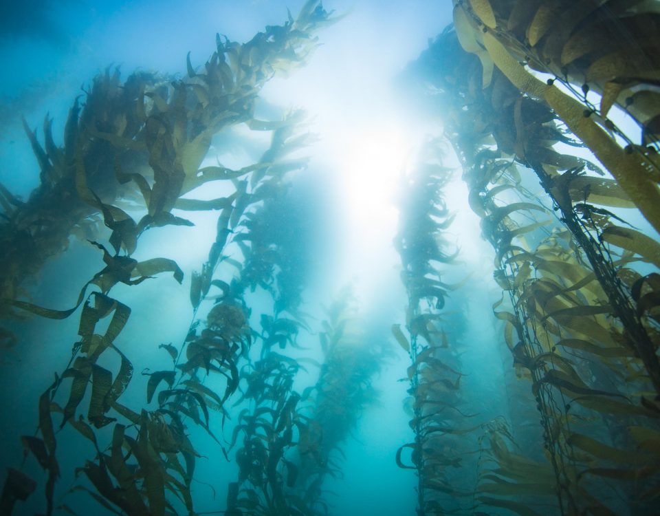 Underwater shot of kelp, looking up toward the sun which is visible as a bright light in the blue