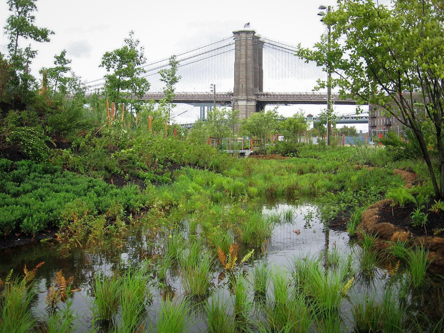 Brooklyn Bridge Park Wetland-EDITED