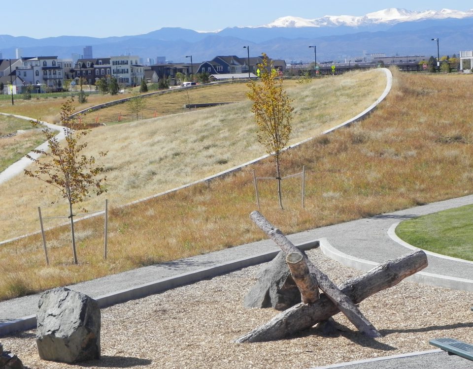 Various native grasses, in a park scape, with a neighborhood in the midground and the Rocky Mountains in the background