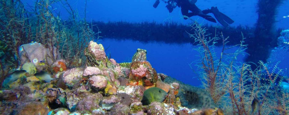 A reef on an oil right with a fish in the center foreground and a diver in the background