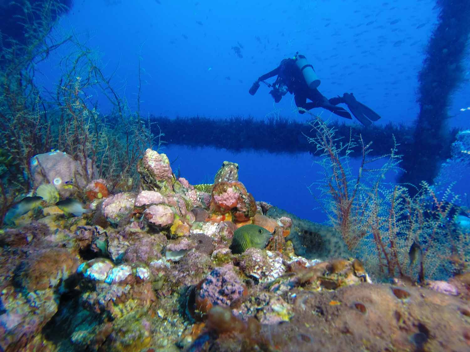 A reef on an oil right with a fish in the center foreground and a diver in the background