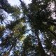 Looking up at tall, coniferous trees toward a blue sky