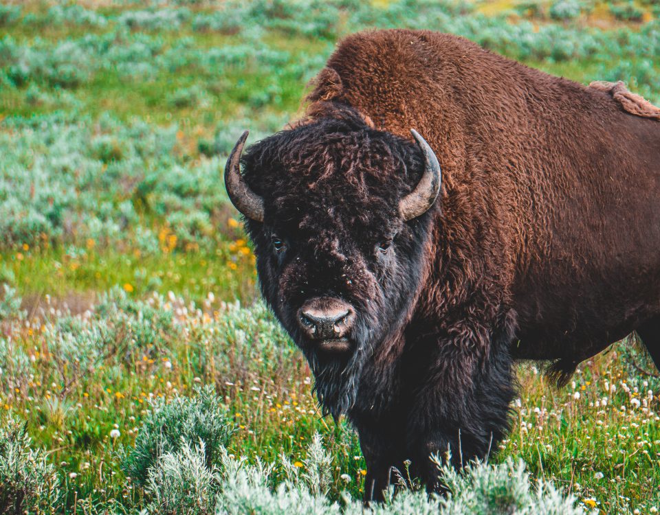 A single bison facing the camera, in a forb-dominated prairie
