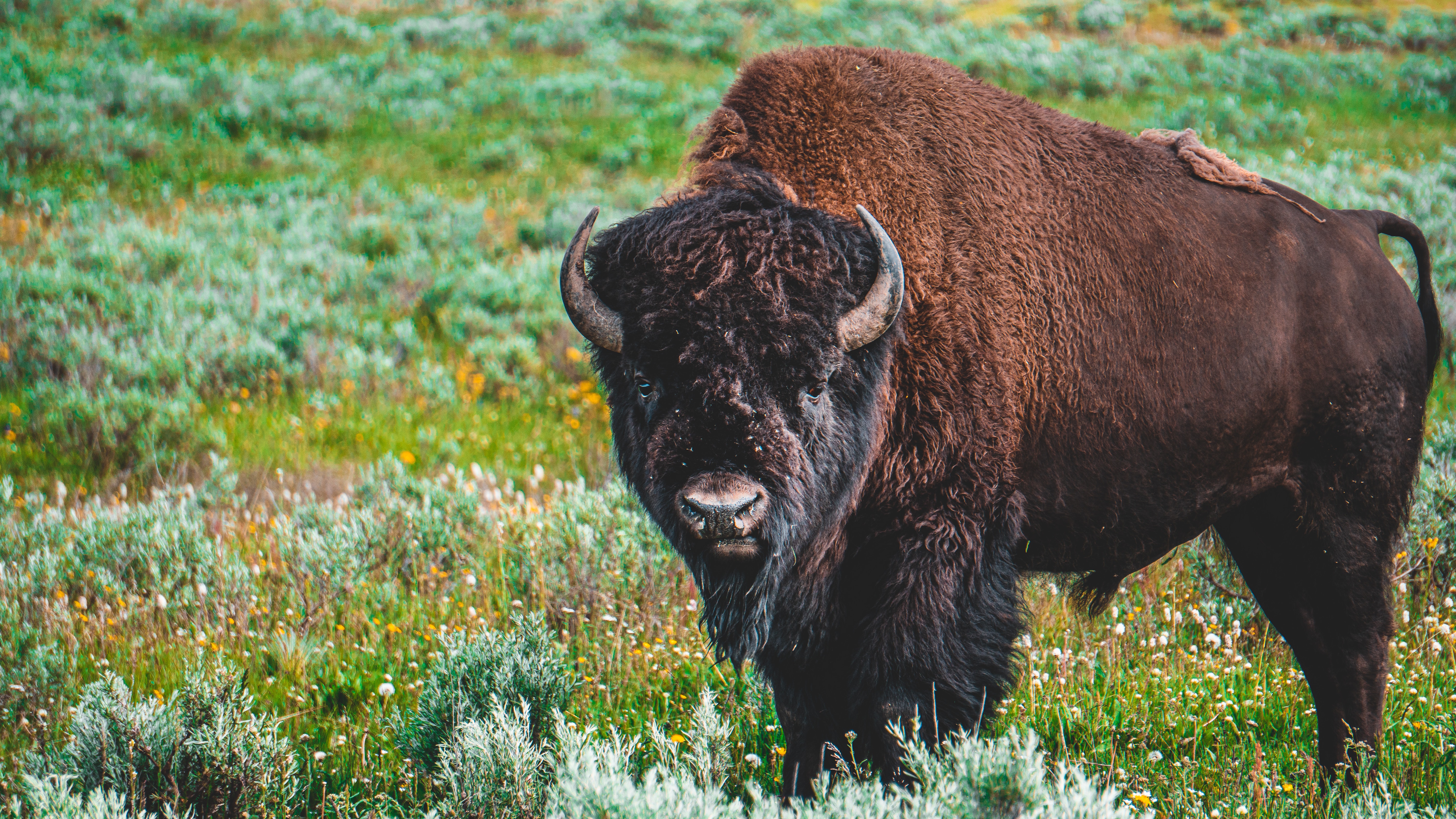 A single bison facing the camera, in a forb-dominated prairie