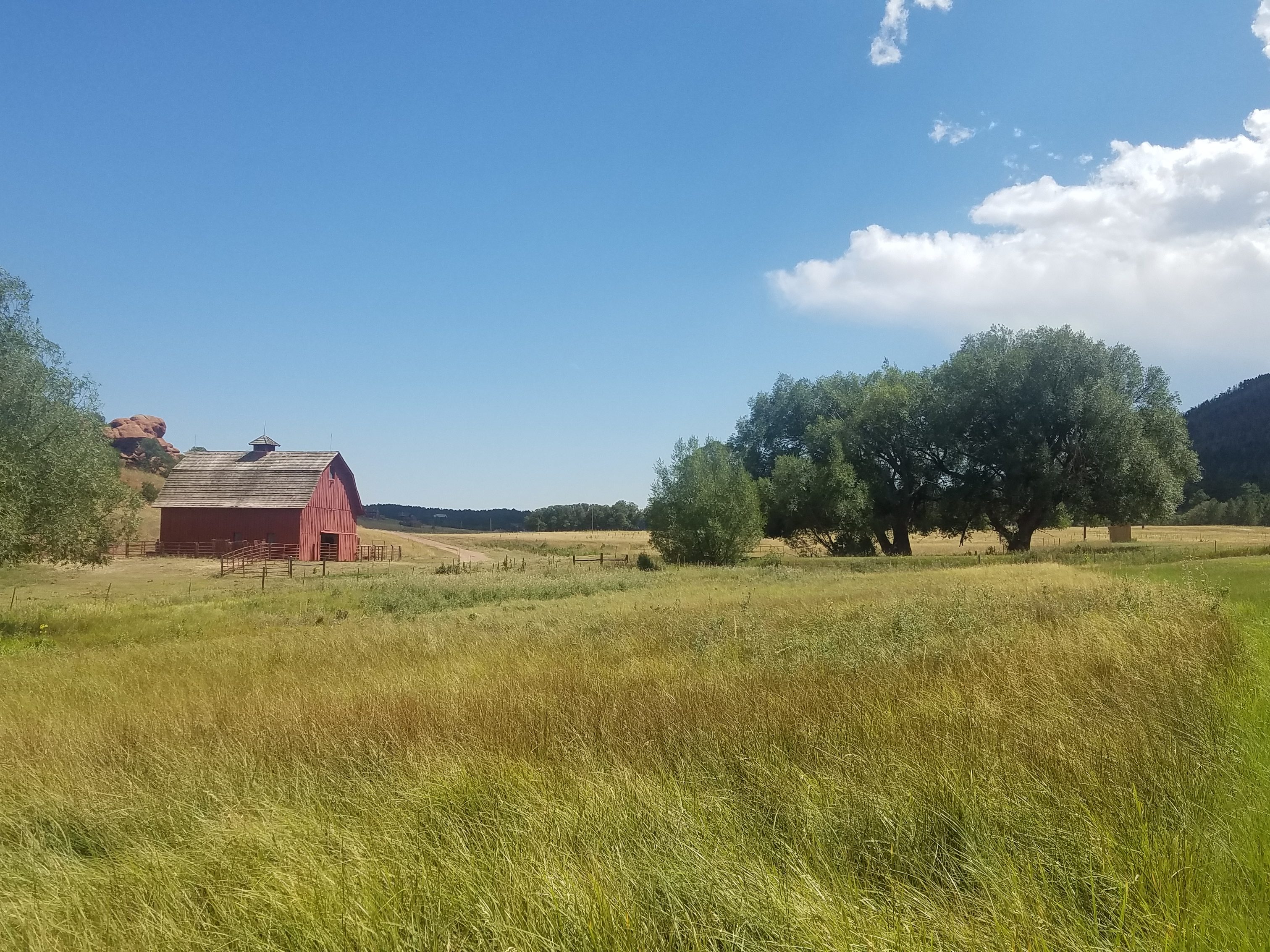 Pastoral landscape which includes a red barn cottonwood, and a field of grasses of various heights