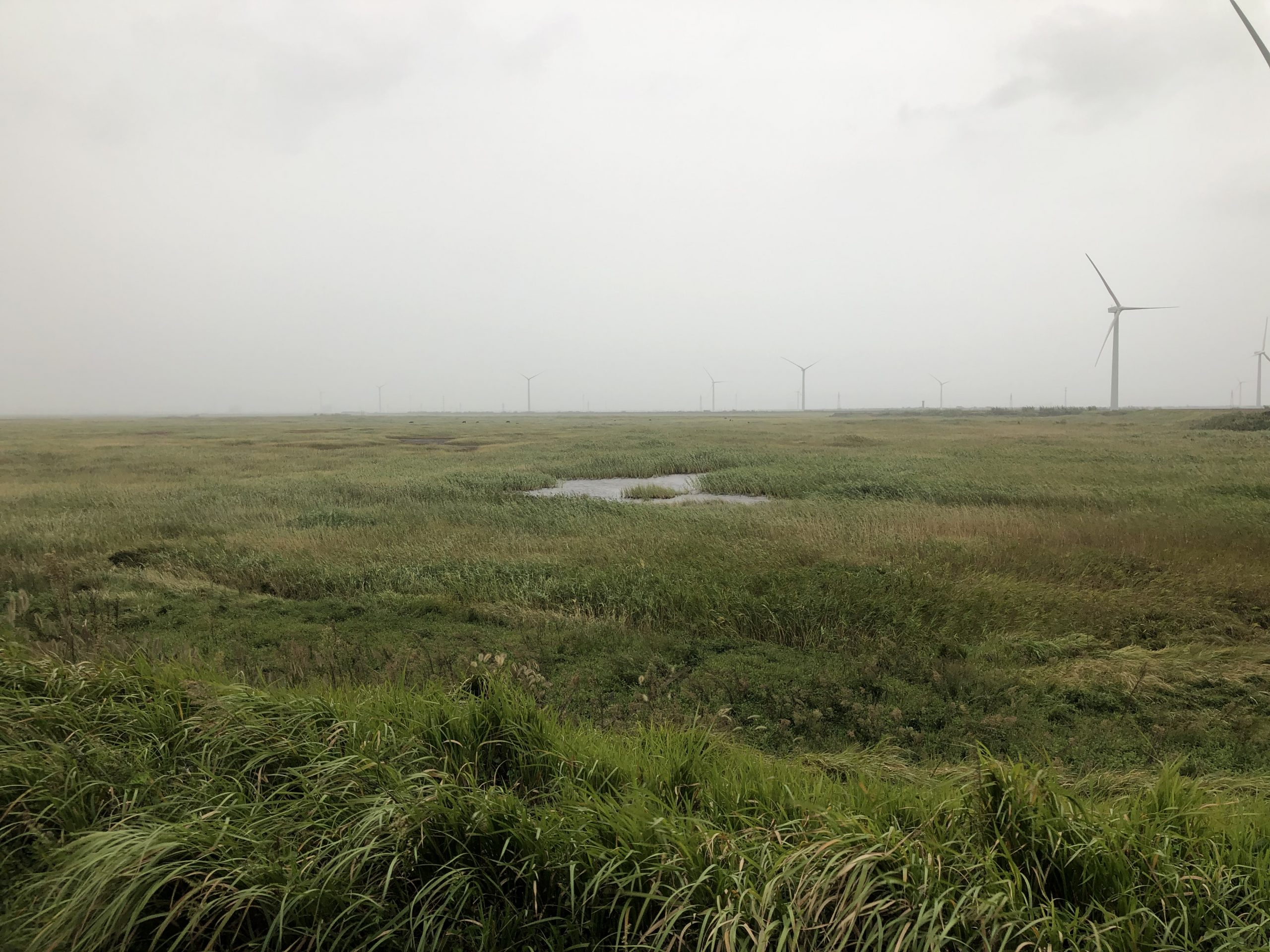 Qiadong wetland