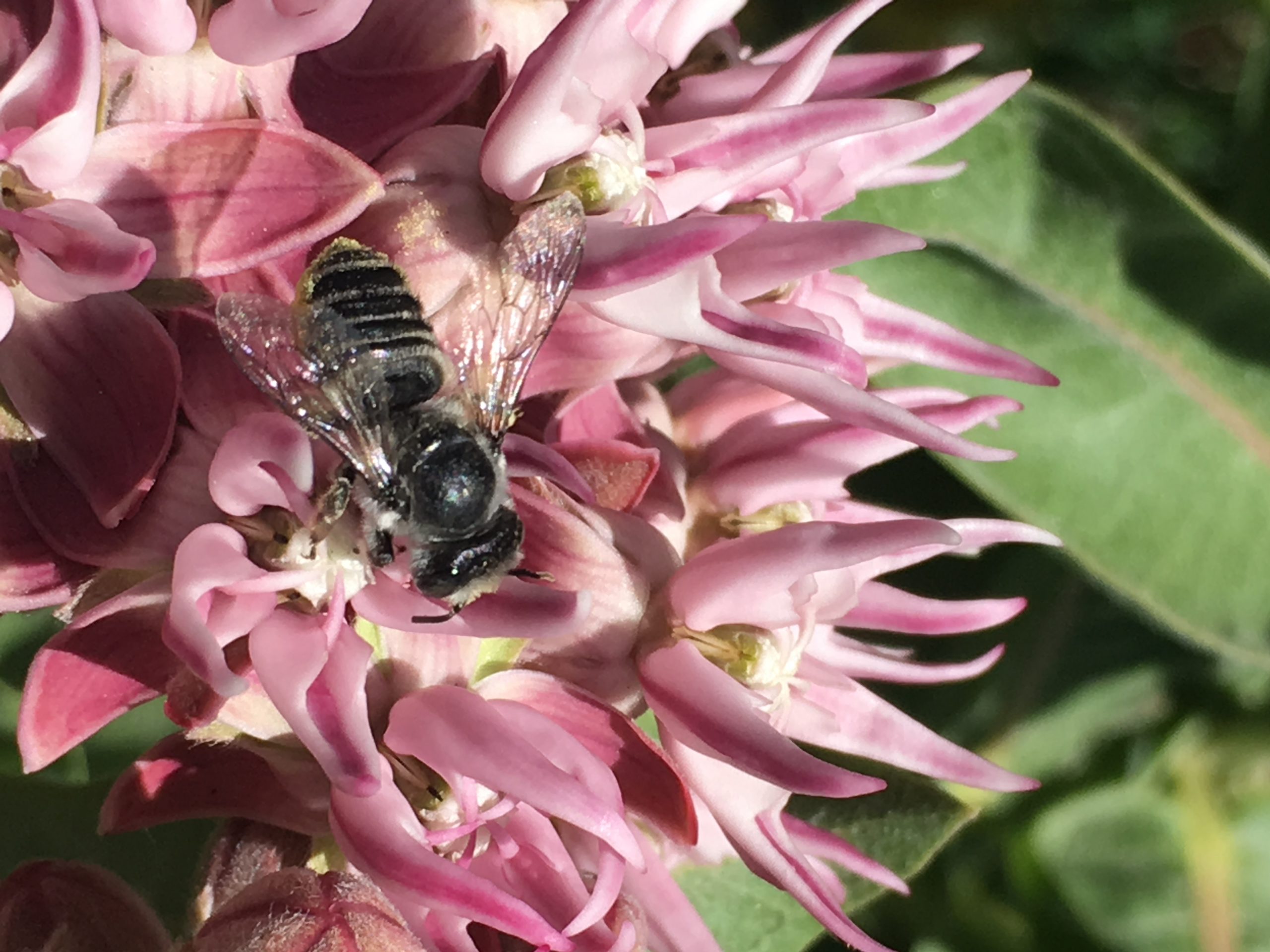 Pollinator on Milkweed