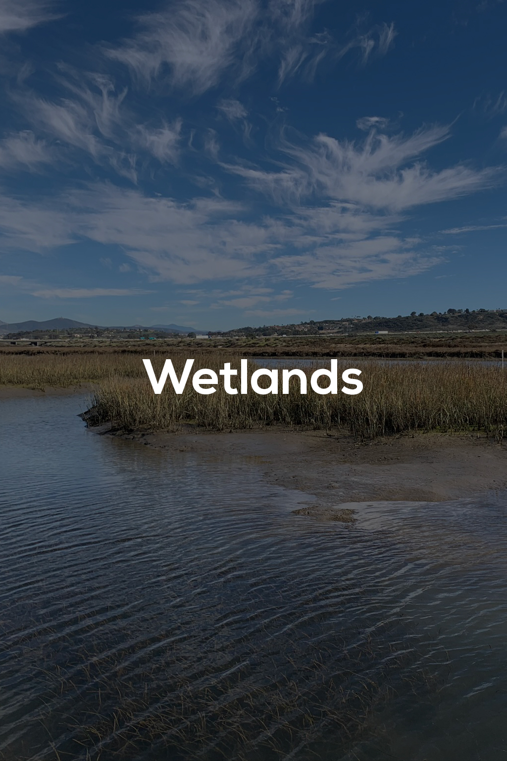 Wetlands – title