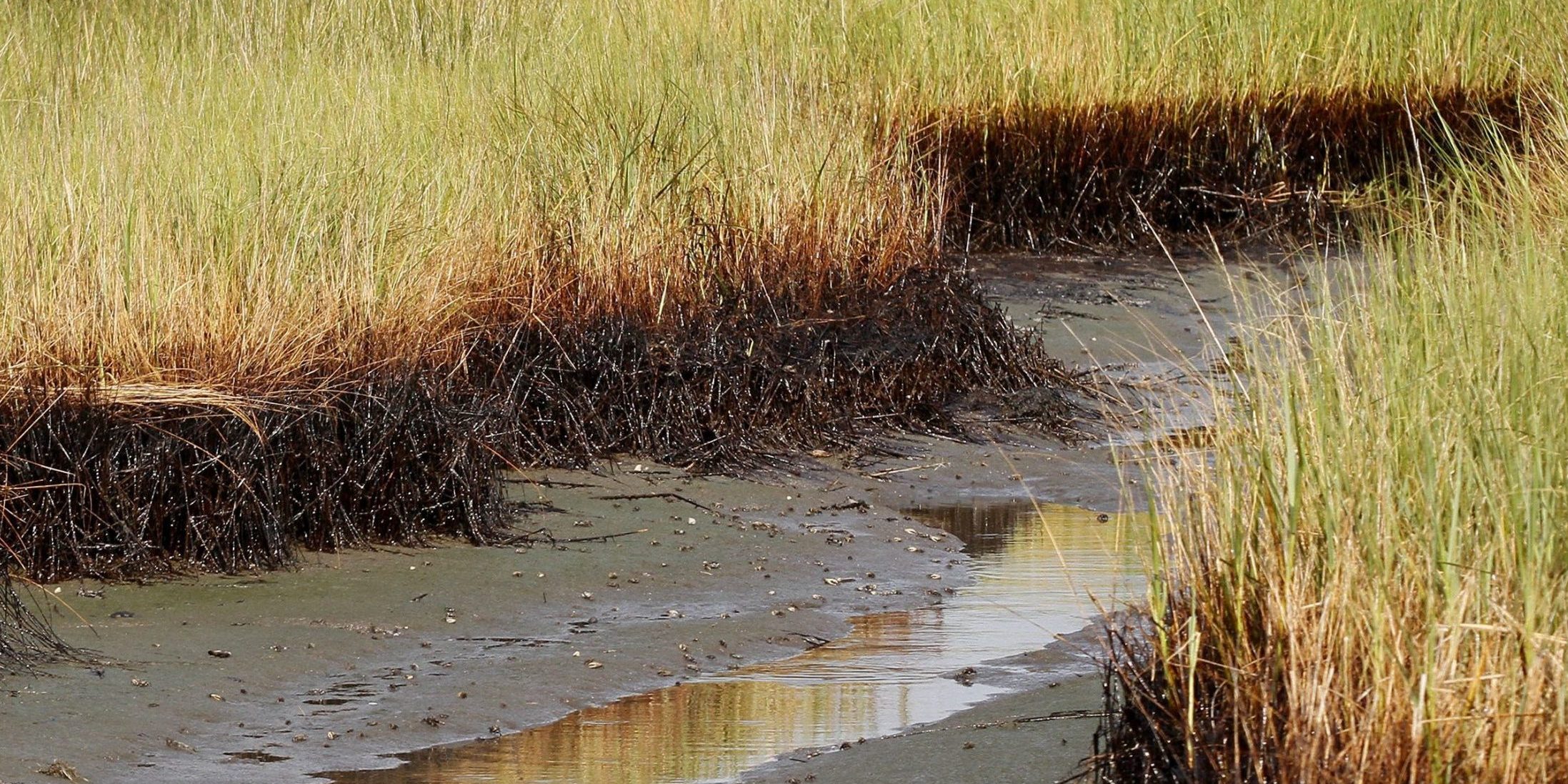 Oil spill wetland