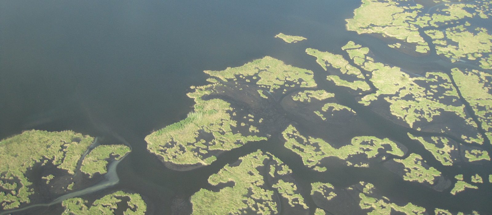 Gulf Coast wetlands oil spill