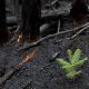 New tree growing in burned forest