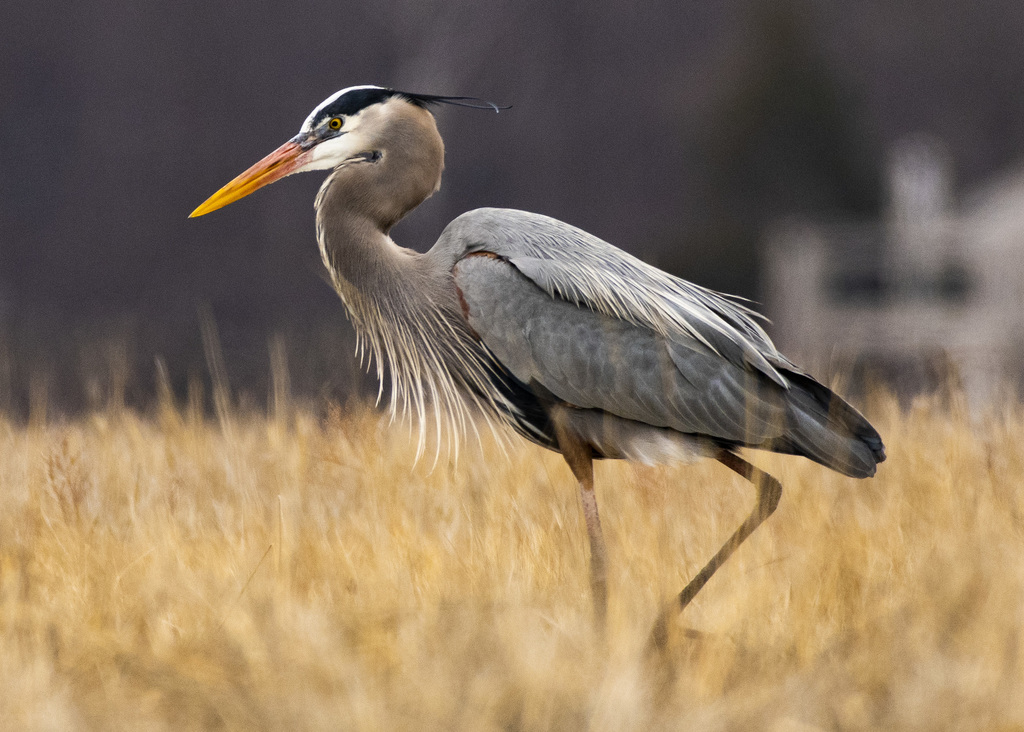 Creature Feature: Great Blue Heron
