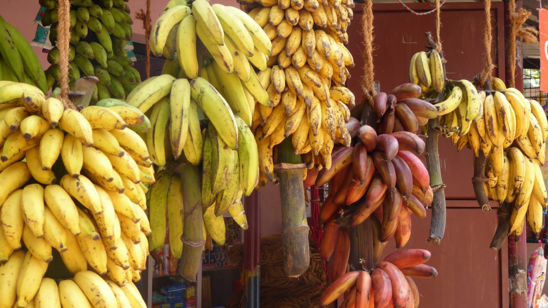 Bananas, in Crisis