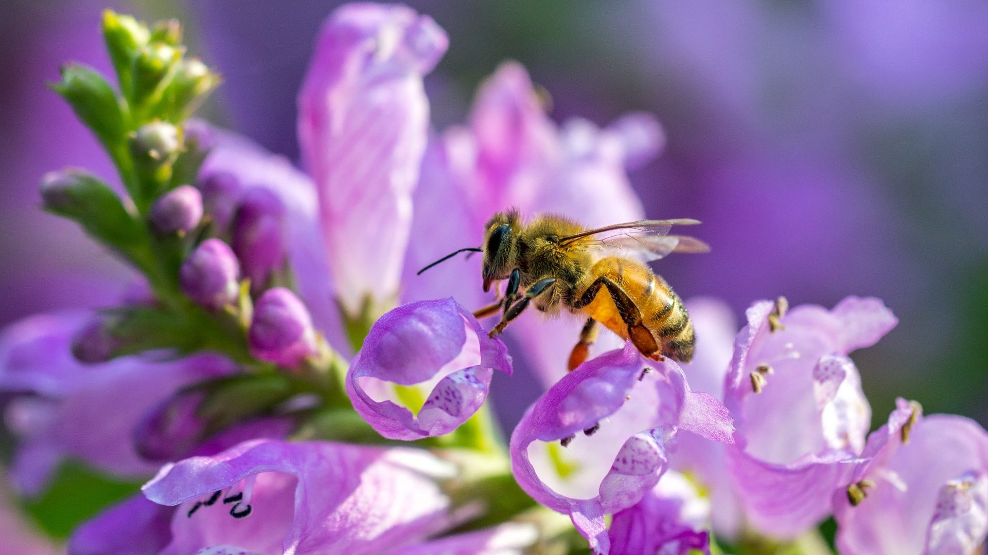 Bees, Fish, & a Win for Invertebrate Protections