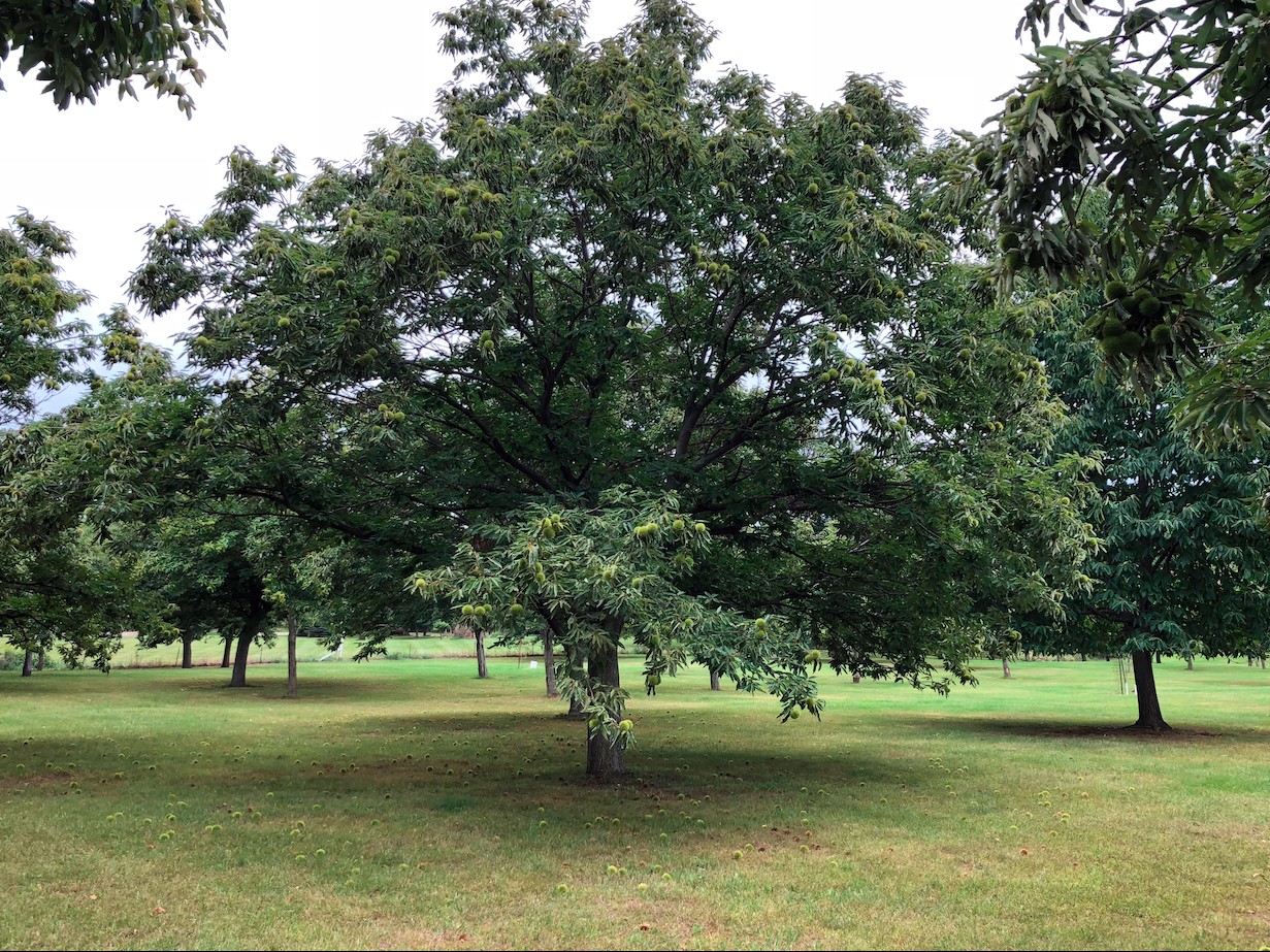 Species Feature: The American Chestnut