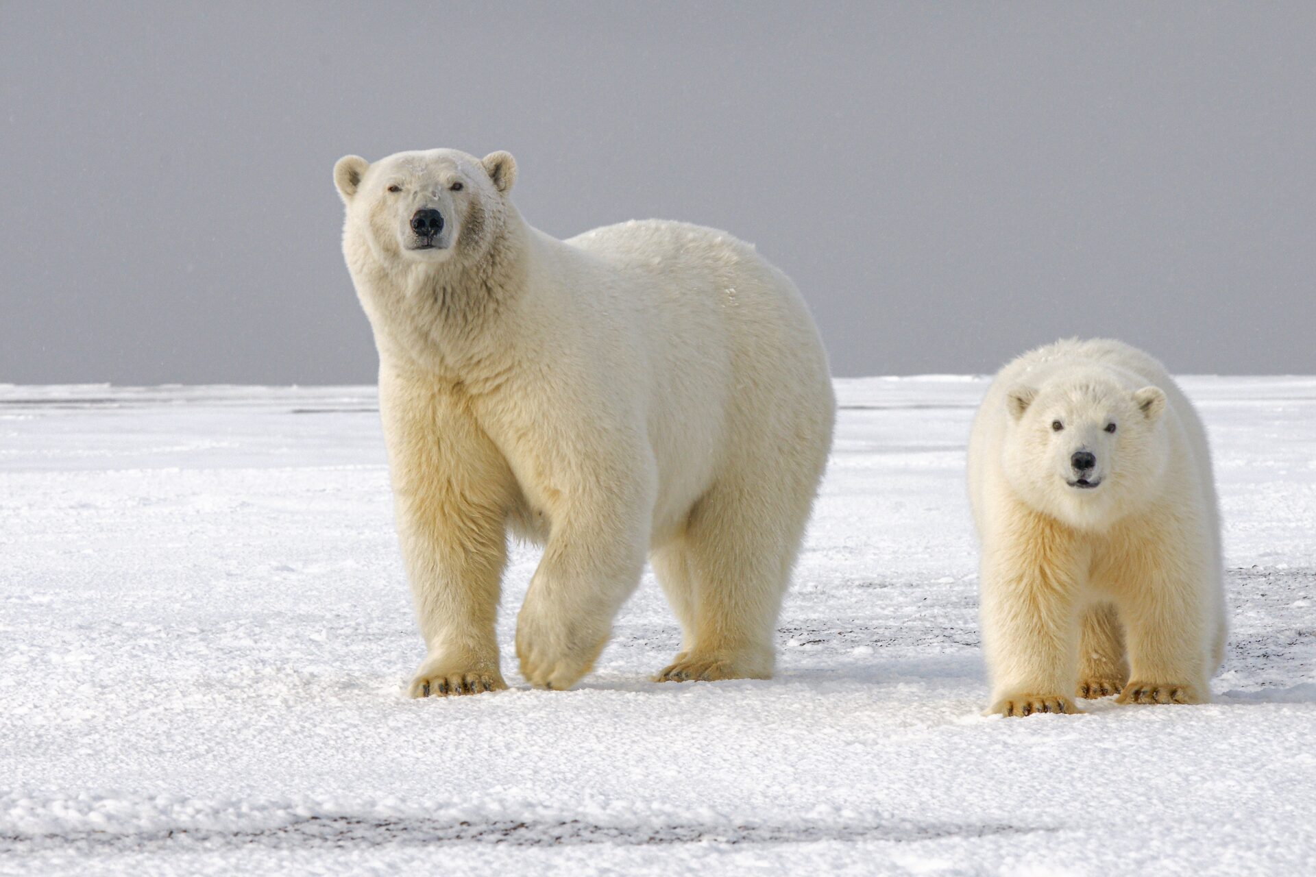 Polar Bear Awareness