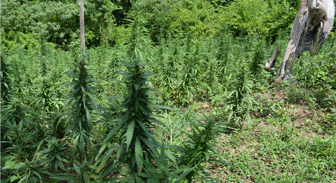 Forests & Illegal Cannabis Cultivation